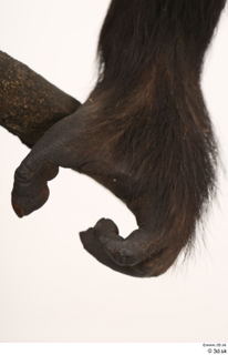 Chimpanzee Bonobo foot 0003.jpg